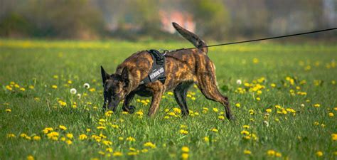 What Are The Best Sniffer Dog Breeds K10 Working Dogs Holland