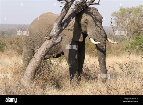 Photographed On An Game Drive In A South African Game Reserve Stock