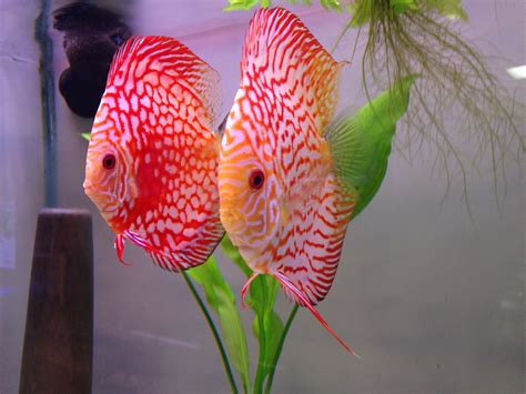 discus, Tropical, Fish Wallpapers HD / Desktop and Mobile ...