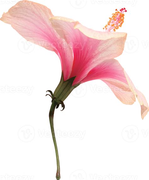 Pink Hibiscus Flowers Blooming On Isolated Transparency Background