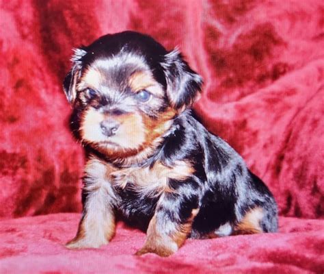 Purebred Yorkie Puppies Riverside California