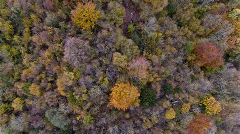 Free Images Autumn Tree Trees Forest Wood Aerial