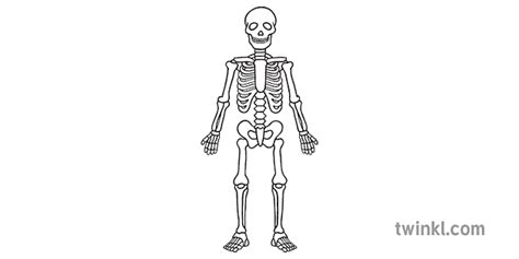 Proporsionele Skelet Swart En Wit Illustration Twinkl