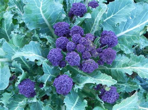 Broccoli Summer Purple Sprouting Premier Seeds Direct