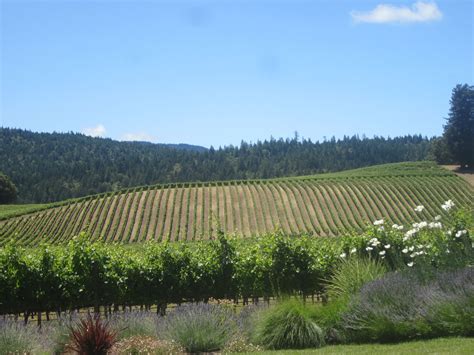 Hills Covered With Vines In The Sonoma Valley Wine Country Wine