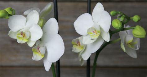 White Orchid Flower Symbolism Best Flower Site