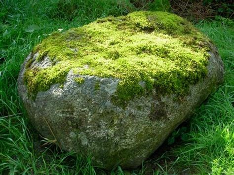 How To Plant Moss On Rocks Devenne