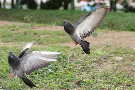 Flying Pigeon Pentax User Photo Gallery