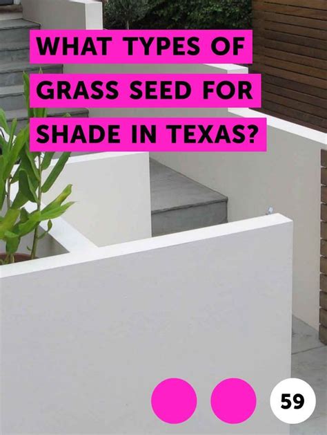 The Best Three Shade Tolerant Grasses For Home Lawns That Are