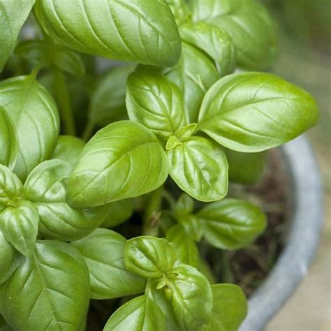 Stem down, upright in a jar with an inch or two of water. 9 Basil Growing Tips To Grow The Best Basil Plants ...