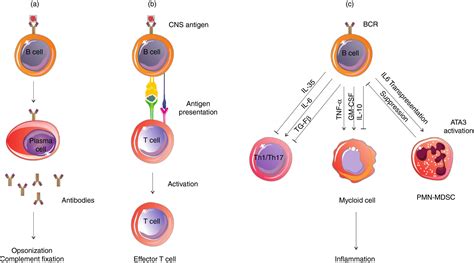 The Role Of B Cells In The Immunopathogenesis Of Multiple Sclerosis