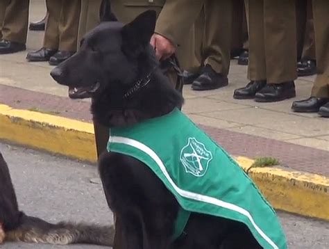 Perro Policial Pasó A Retiro Tras 10 Años De Servicio En Puerto Montt