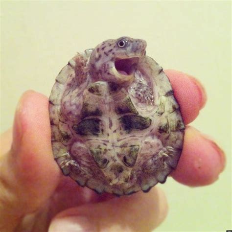 Baby Turtle Photo Is Definitely Adorable And Probably Real
