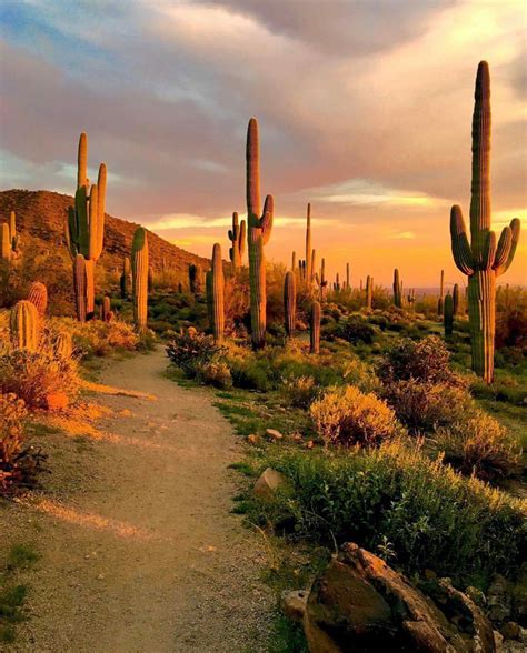 Pin By Lee Graeber On Arizona Desert Photography Arizona Desert Cactus