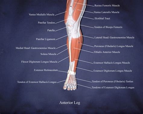 Right Lower Leg Anatomy