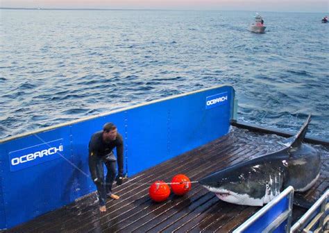 New Mascot For The Hamptons Mary Lee The Great White Shark The New