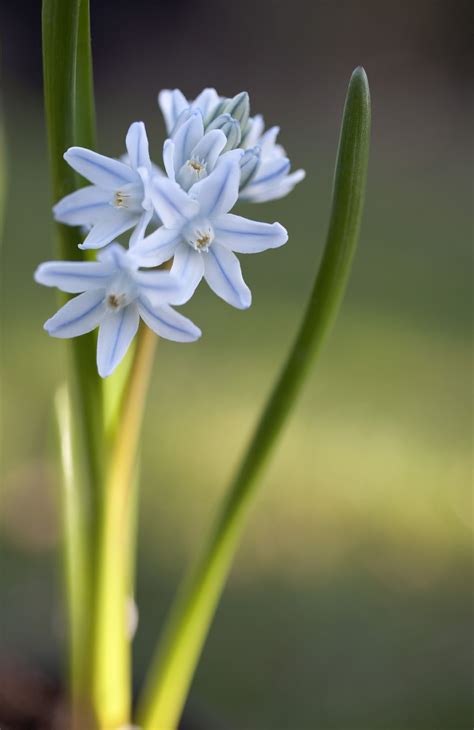 Check spelling or type a new query. The Prettiest White Flowers for Your Garden | Flower ...