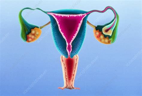 Artwork Of The Female Reproductive System Stock Image P6160233