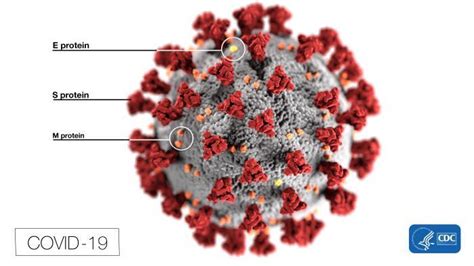 [figure this illustration created at the ] statpearls ncbi bookshelf