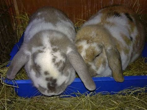 Sadie And George From Nicky Close Everybunnyneedssomebunnytolove
