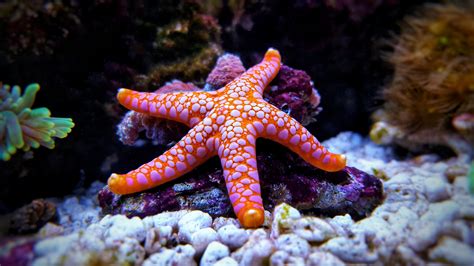 Biology Starfish Level 2 Activity For Kids Uk