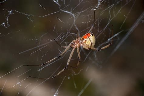 Brown Widow Spider Gottlieb Native Garden