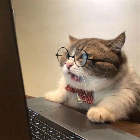 Animated images of funny cats in gif format. Ảnh mèo ngáo, hình mèo ngáo hài hước - Quantrimang.com