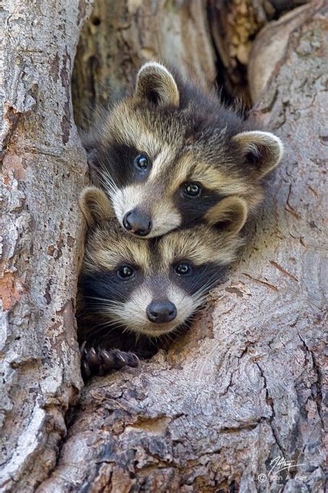 40 Best Raccoons Images On Pinterest Raccoons Animal