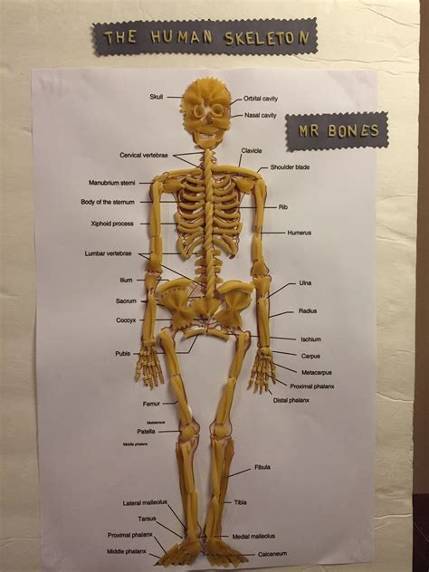 Human Skeleton With Pasta Noodles Mr Bones By Kr 482237072600069398