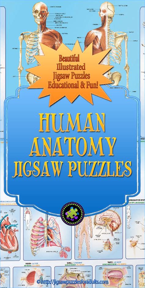 Anatomy skeletal system crossword, bone anatomy crossword, bone structure crossword, hip bone parts crossword clue, muscle and bone anatomy. Human Anatomy Puzzles | Educational and Fun Jigsaw Puzzles!