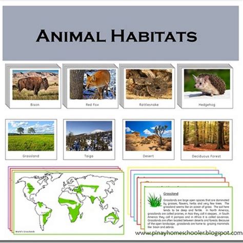 Animal Habitats Cards Animal Habitats Habitats Nature School