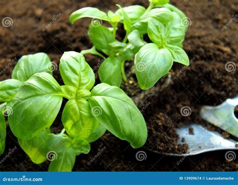 Baby Basil Leaf Growing In Soil Royalty Free Stock Photo