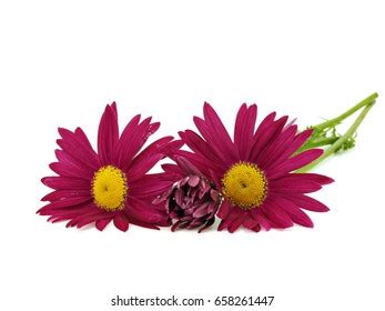 89 Chrysanthemum Balsamita Royalty Free Images Stock Photos Pictures