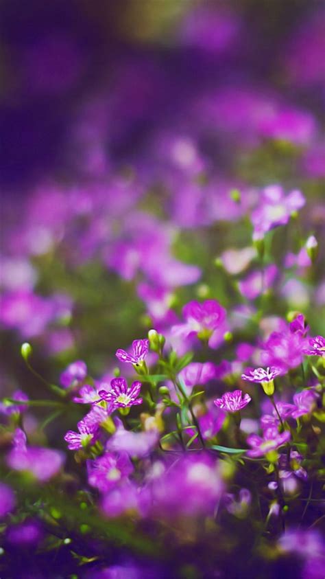 Beautiful Purple Flower Field Blur Bokeh Iphone 8 Wallpapers Free Download
