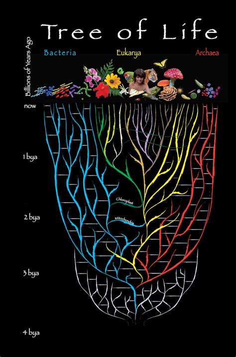 Lessons From The Tree Of Life Epicofevolution