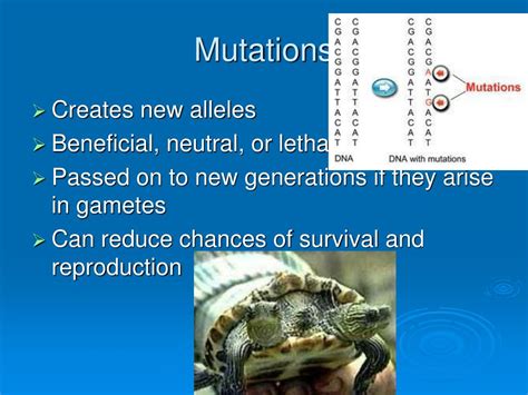 Ppt Recombination Mutation Genetic Drift Gene Flow Powerpoint