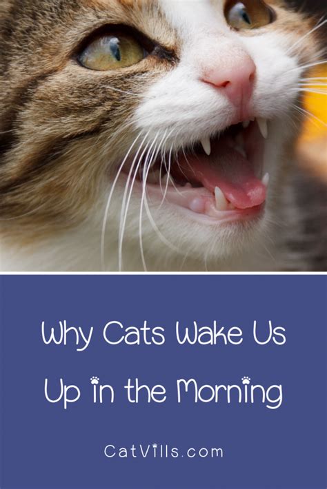 6 Reasons Why Your Cat Wakes You Up In The Morning Cats Cat Playing