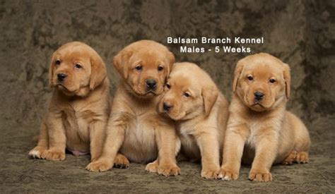 Check spelling or type a new query. Puppies! | Five Weeks Old | Fox Red Labrador | Balsam Branch Kennel | fox-red-lab-puppies-balsam ...