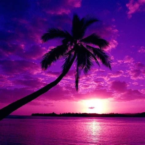 Pretty Pretty Tropical Sunset Purple Sunset Purple Sky Beautiful