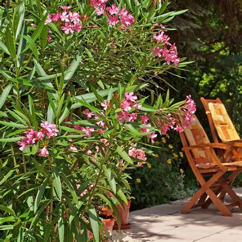 Oleander Mediterraner Blütenstar Balkon Pflanzen Balkon Pflanzen