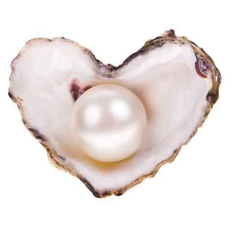 Big Pearl In An Oyster Shell — Stock Photo © Vanazi 27606373
