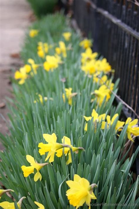 How To Divide And Replant Daffodil Bulbs Hoosier Homemade Daffodil