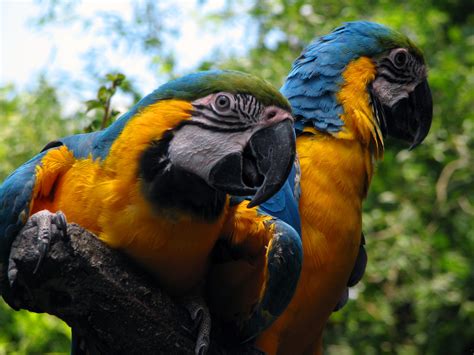 Macaw Parrot Bird Tropical 98 Wallpapers Hd Desktop