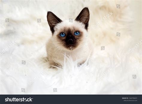 Cute Baby Siamese Cat Indoor Stock Photo 1560798431 Shutterstock
