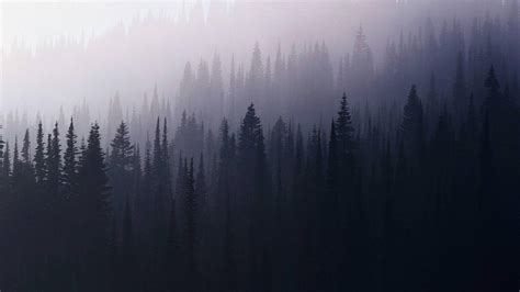Search your top hd images for your phone, desktop or website. Forest #aesthetic | Foggy forest, Forest wallpaper, Twin ...