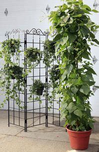 How Do You Grow English Ivy Indoors Ivy Plant Indoor English Ivy