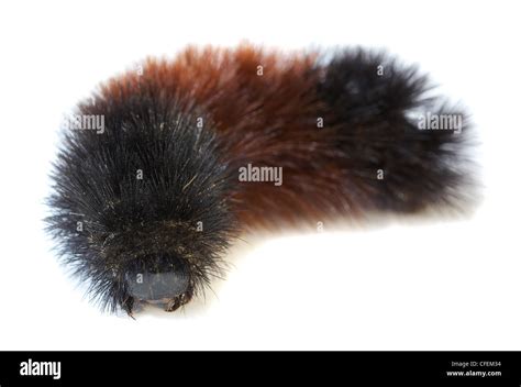 Black Woolly Bear Arctiidae Caterpillar Isolated On White Stock Photo