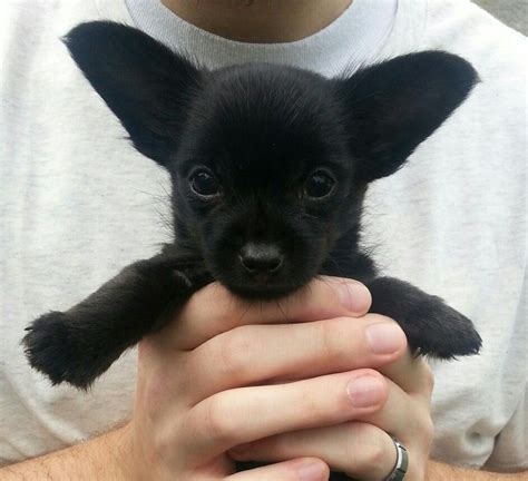 Black Chihuahua And Yorkie Mix Pets Lovers
