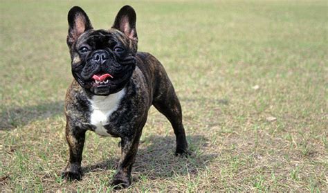 This made me realize so many might not actually know the difference. 20 Things Only French Bulldog Owners Would Understand