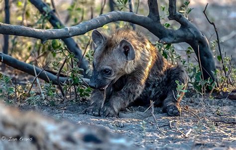 Hyenas Okavango Delta Botswana On Behance